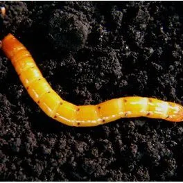 thumbnail for publication: Sequential Sampling for Wireworms (Coleoptera: Elateridae) at Sugarcane Planting